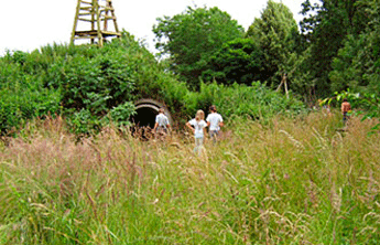 Wildwuchs im Naturerfahrungsraum