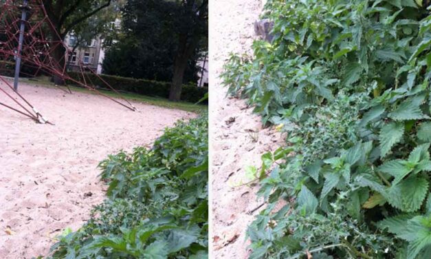 WIE GEFÄHRLICH SIND BRENNNESSELN AUF DEM SPIELPLATZ?