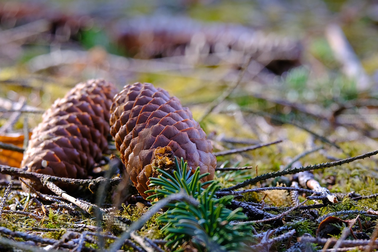 Tannenzapfen auf dem Waldboden